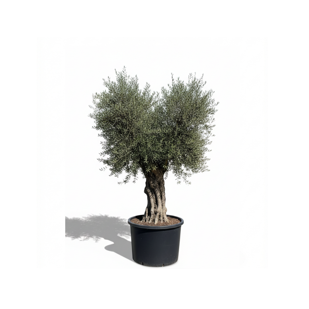 Grand Ancient Olive