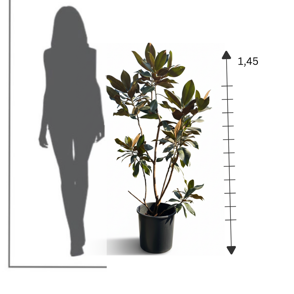 Magnolia