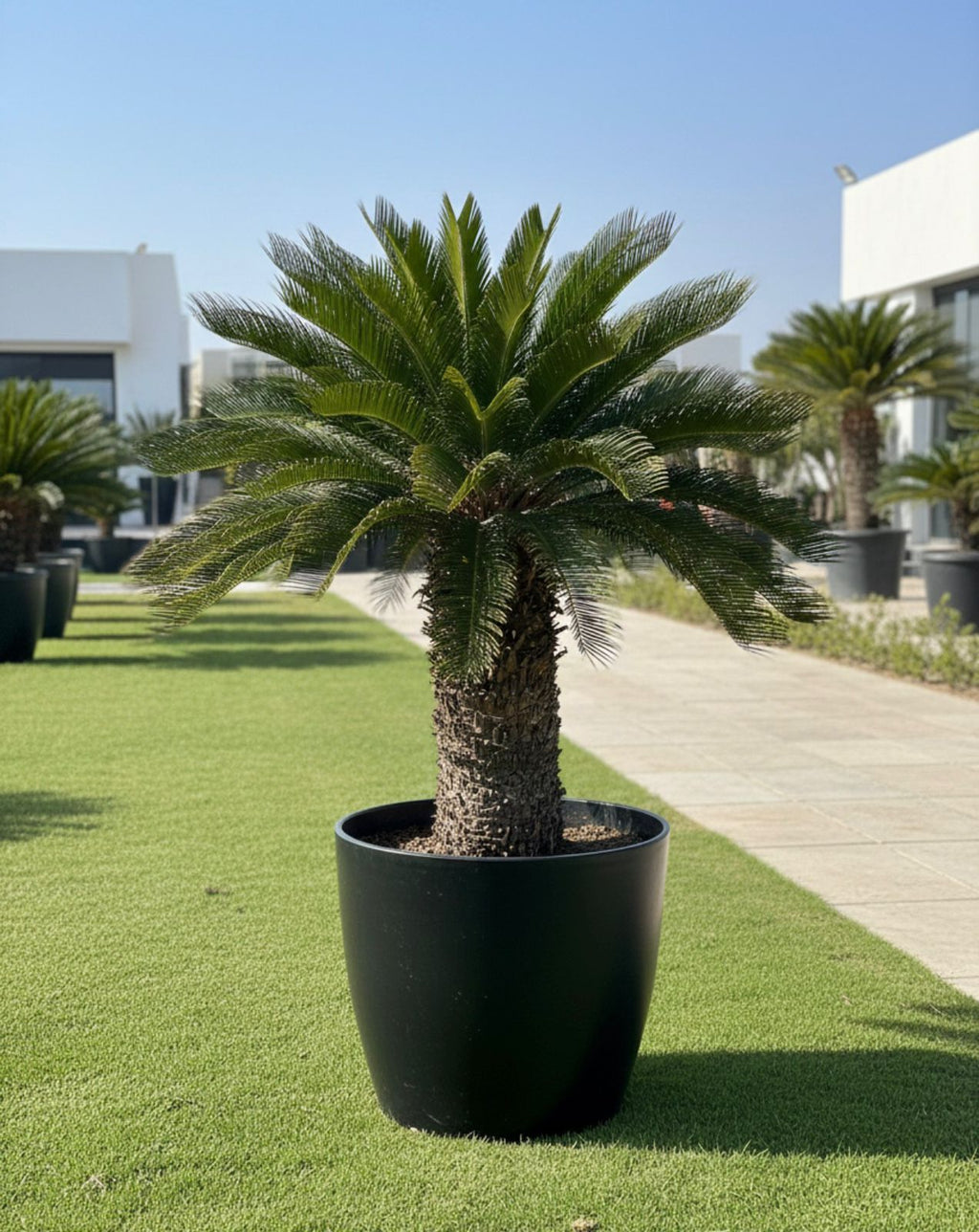 Cycas