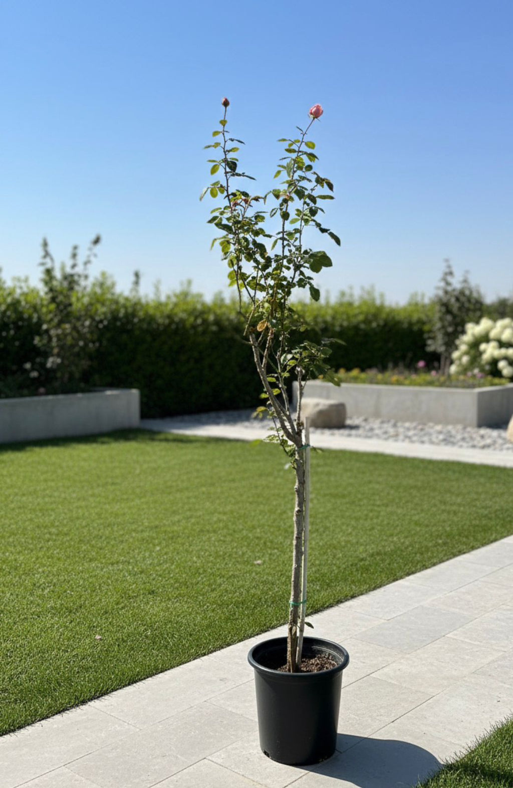 Italian Rose Tree