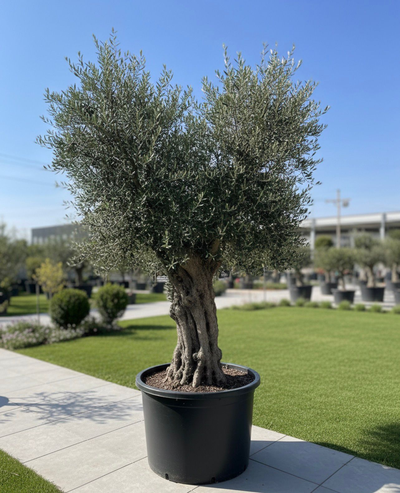 Grand Ancient Olive