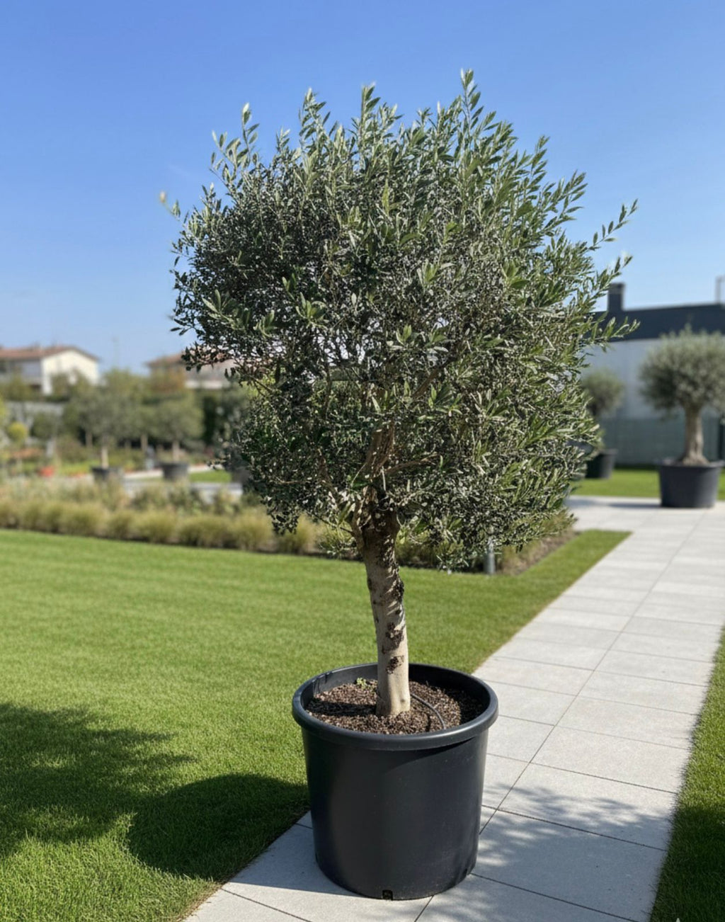 Large Olive Crown