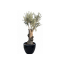 Spanish Gnarled Olive Trunk