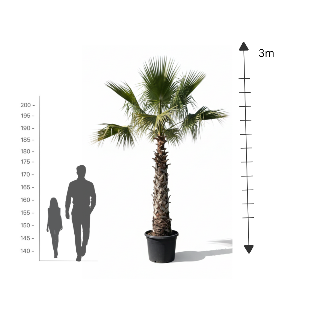 Washingtonia