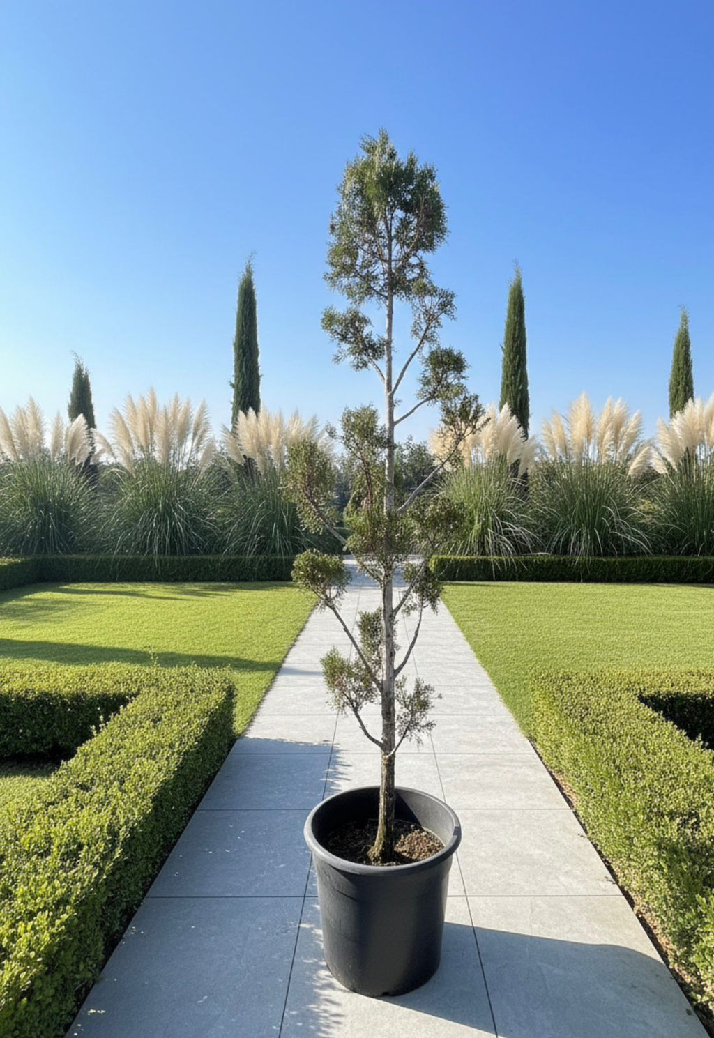 Leylandii Multi-Ball