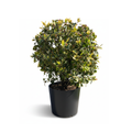 Oak boule