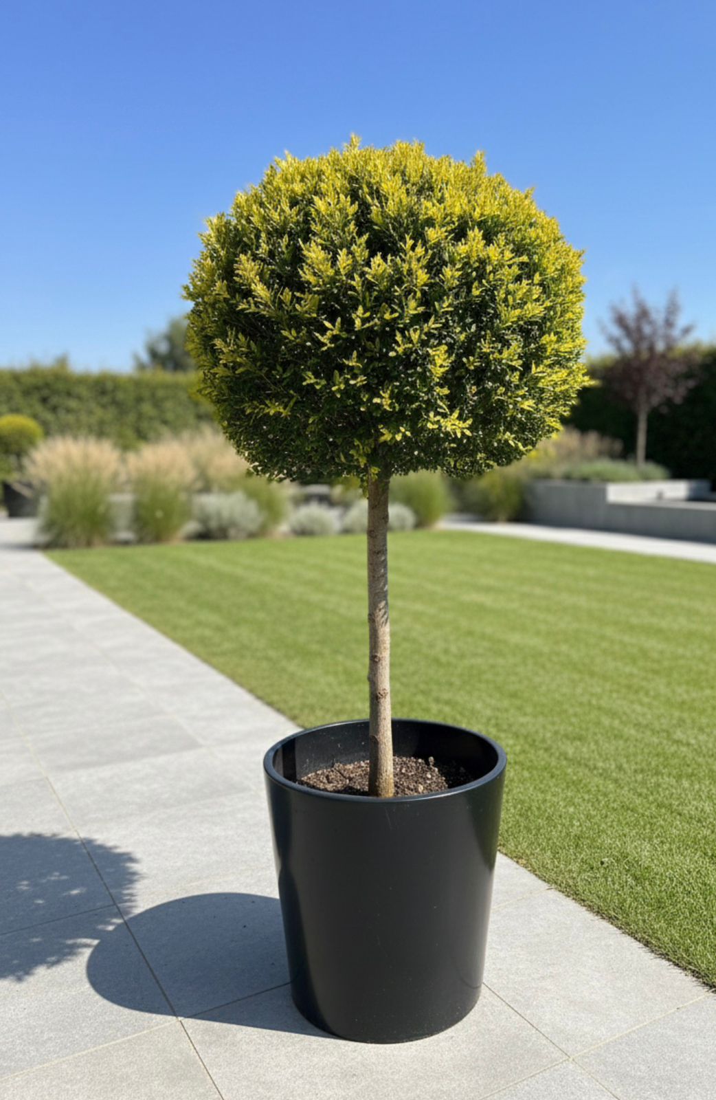 Goldcrest(Tige/Ball)