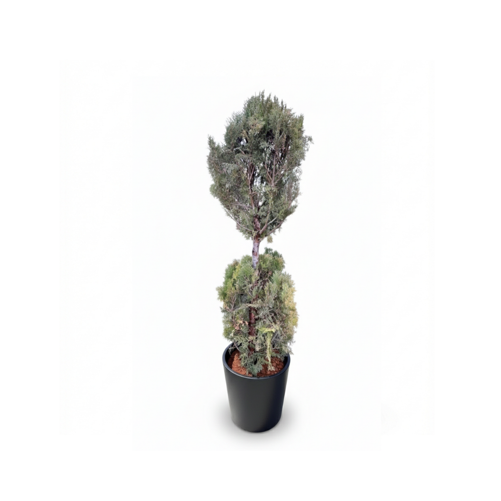 2-Ball Thuja