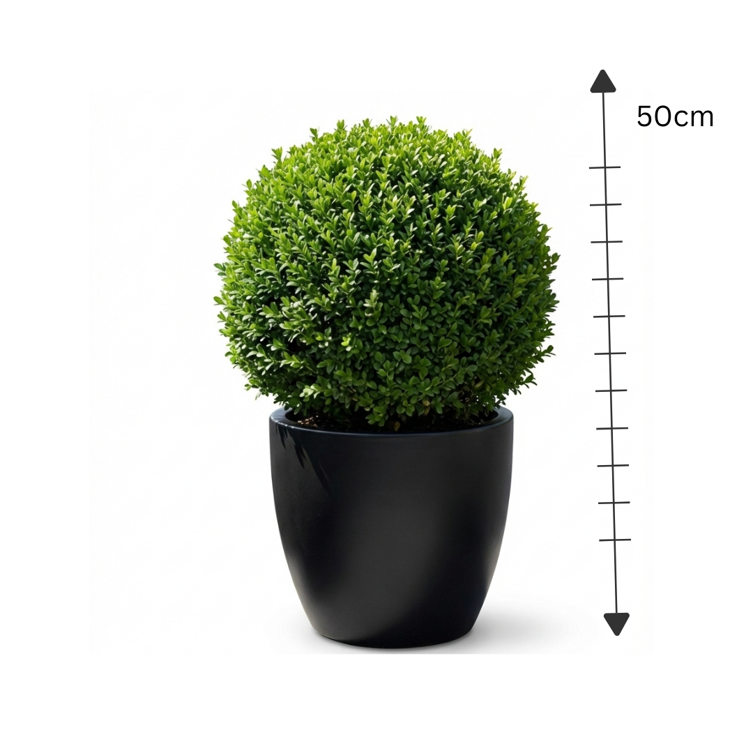 Buxus