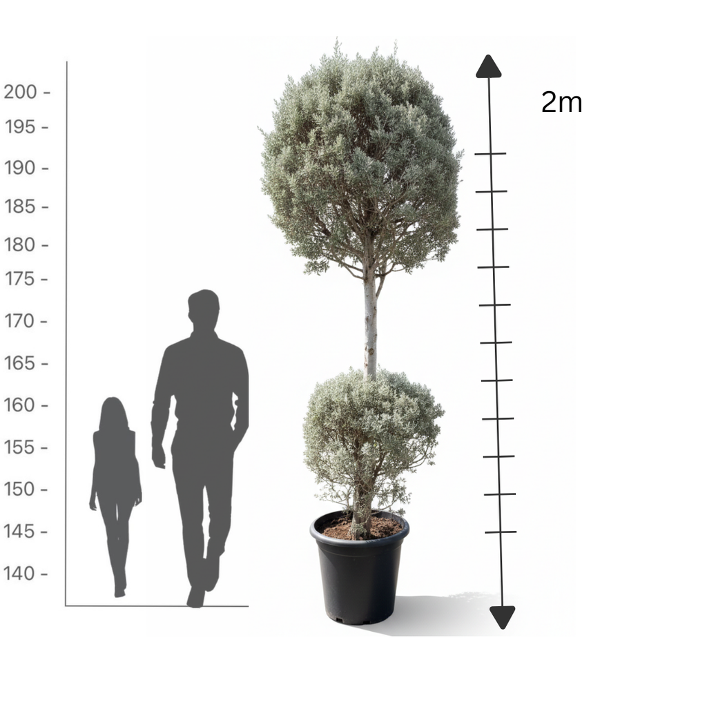 2-Tier Silver Juniper
