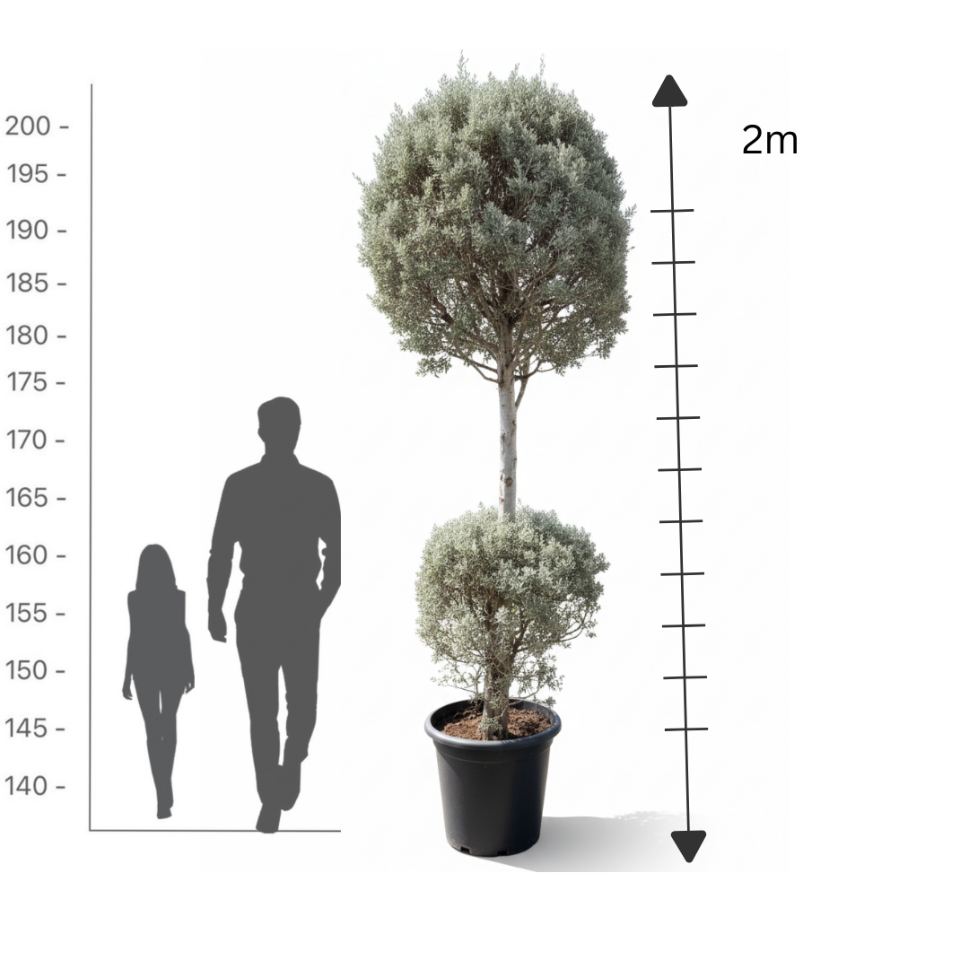 2-Tier Silver Juniper