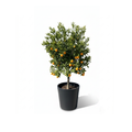Italian Orange Tree