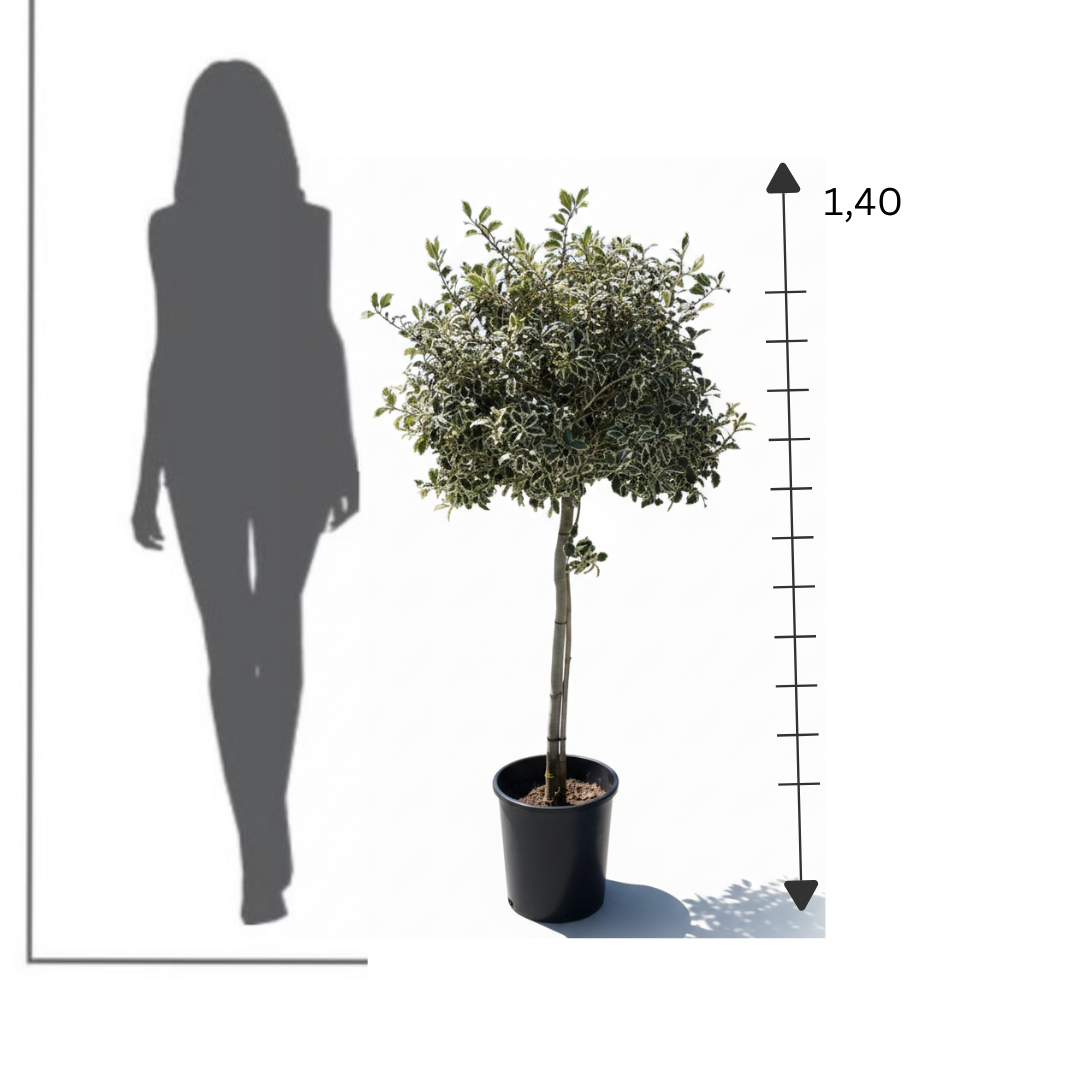 Variegated Oak (Standard Topiary)