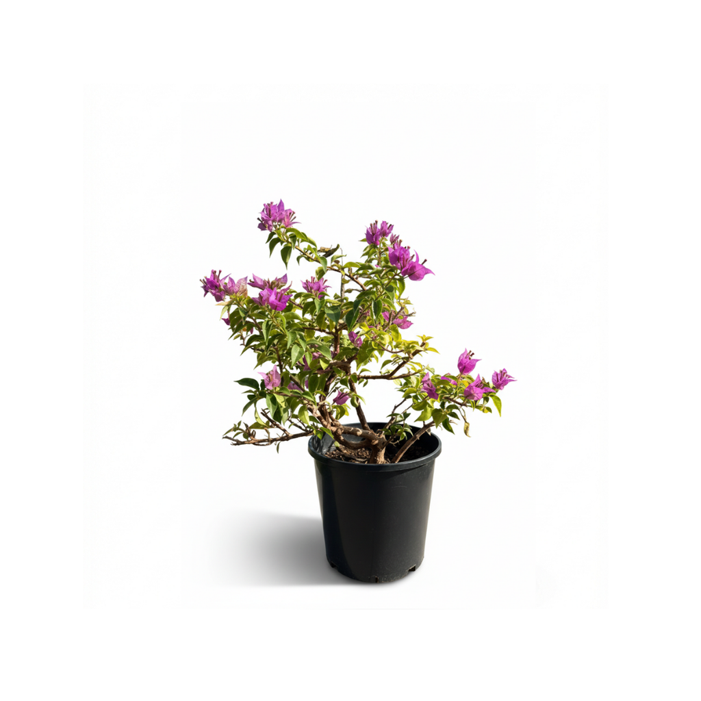 Bougainvillea