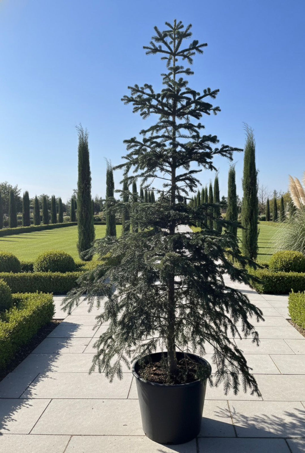 Green Fir Tree
