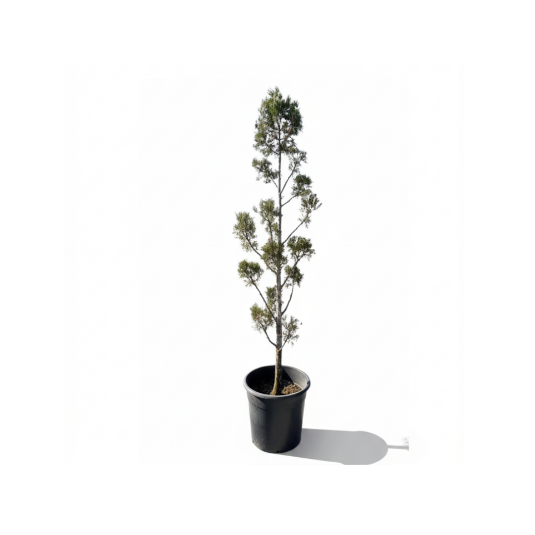 Leylandii Multi-Ball