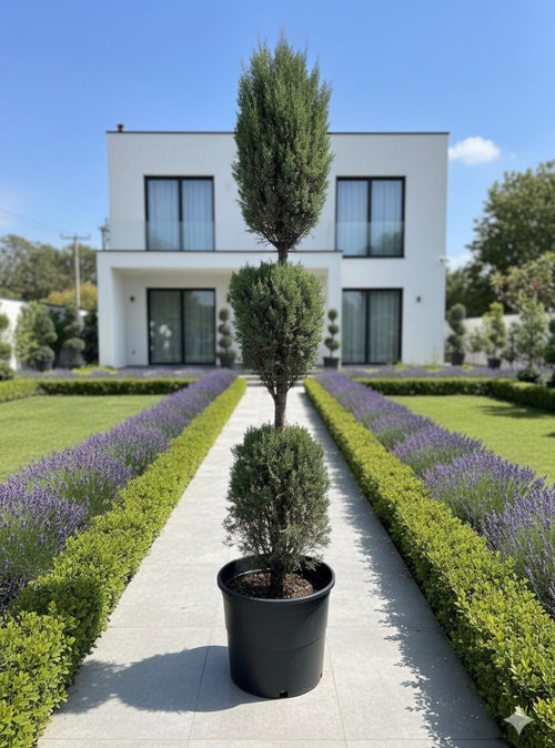 3-Ball Cypress Topiary
