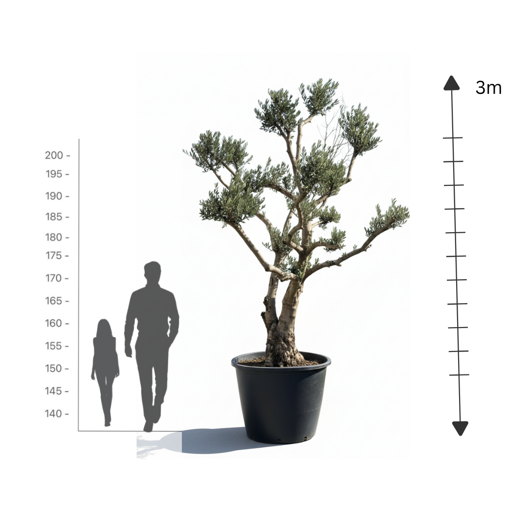 Large Italian Olive Trunk