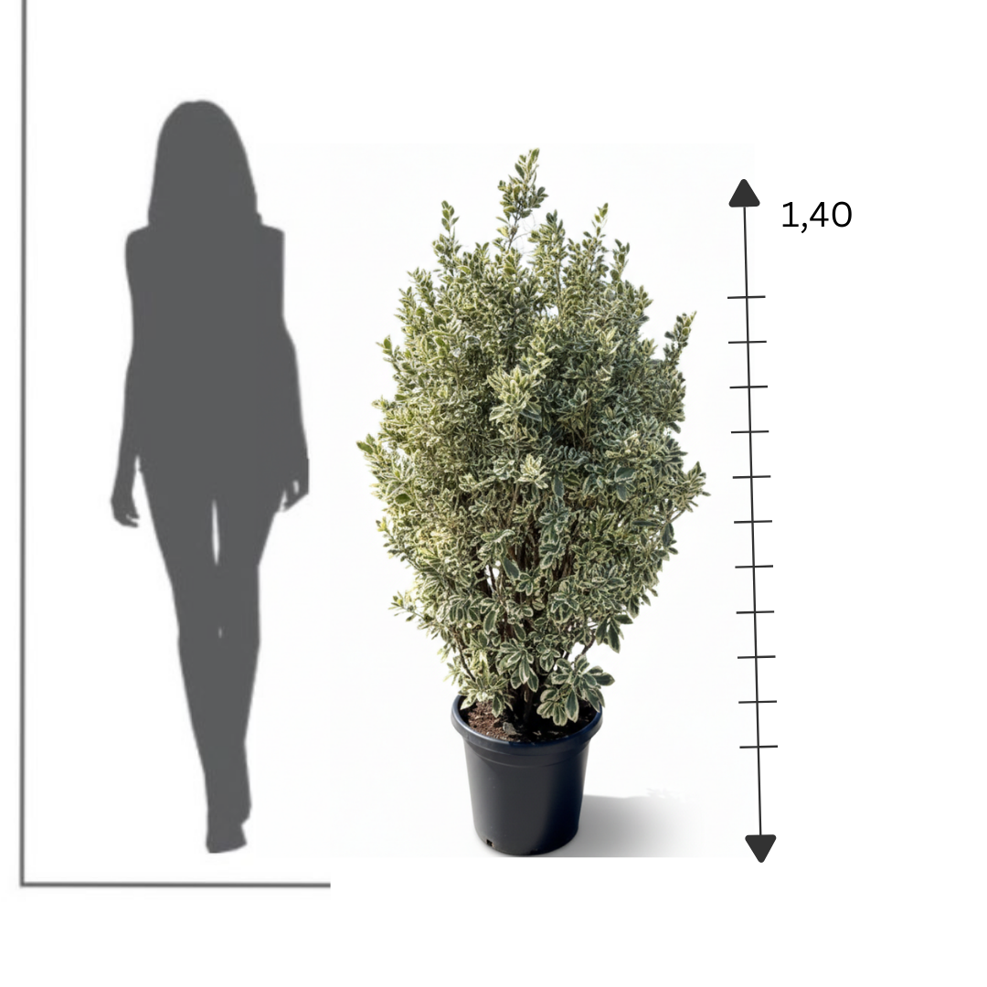 Silver Pyramidal Coral