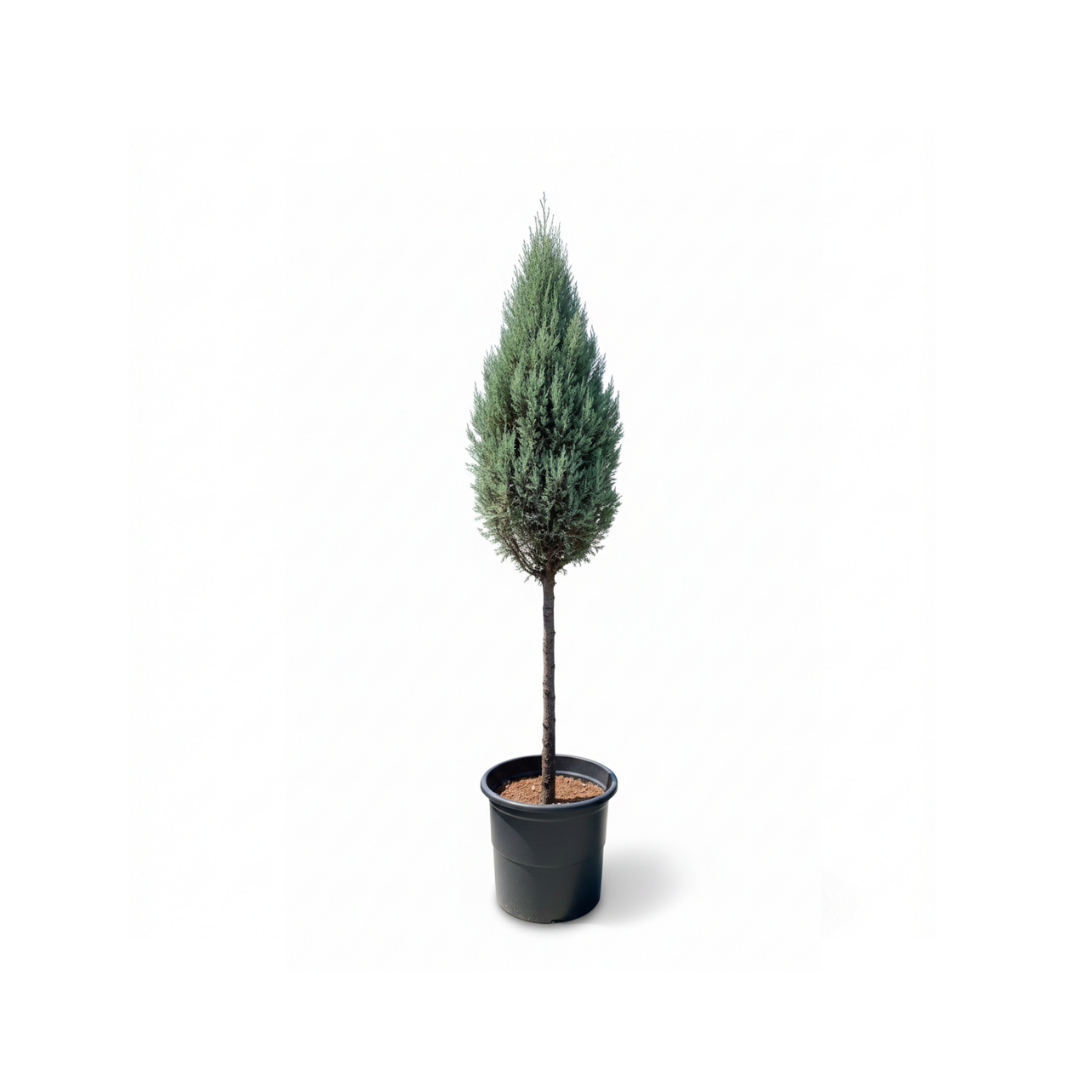 1-Ball Cypress Topiary