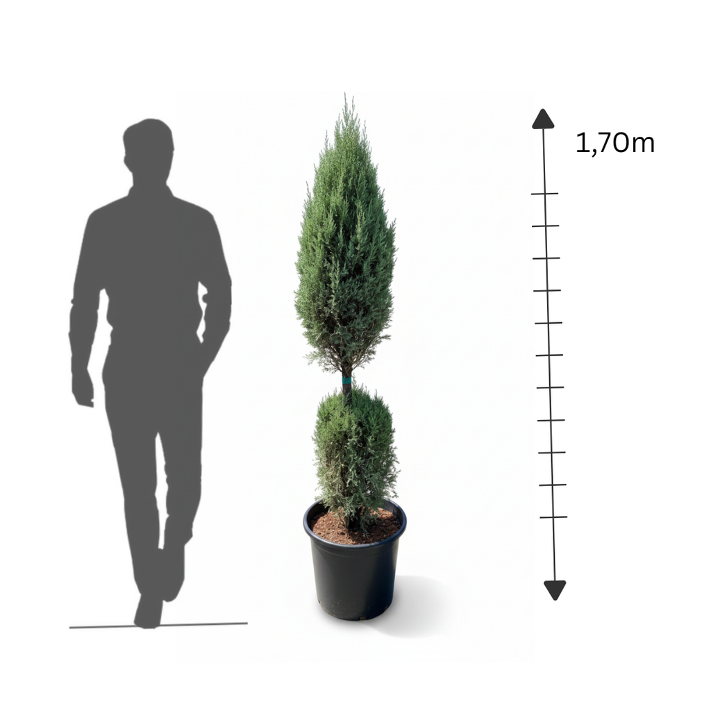 2-Ball Cypress Topiary