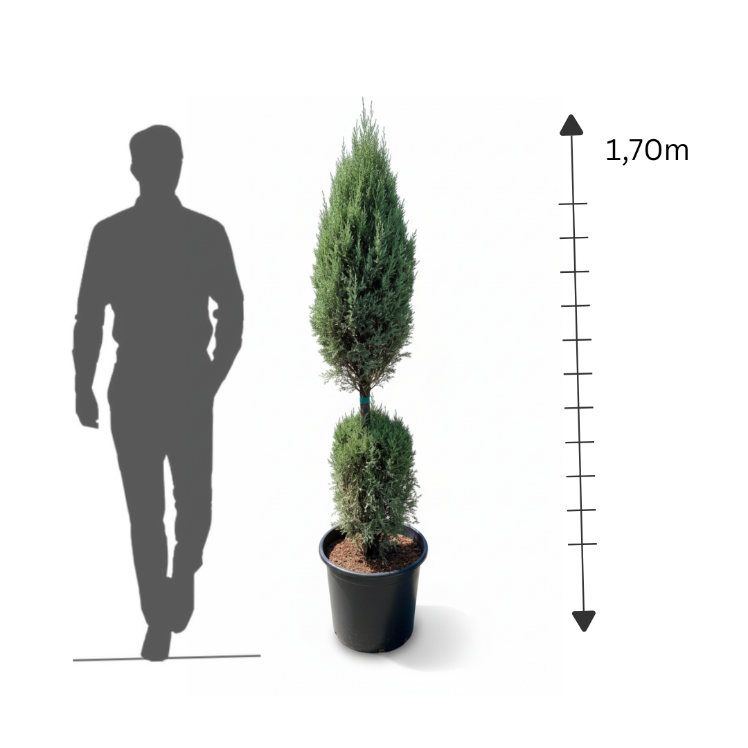 2-Ball Cypress Topiary