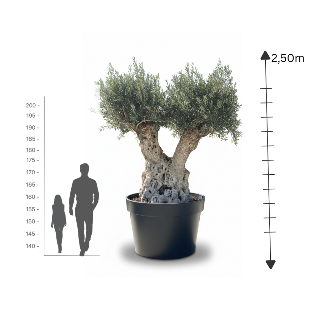 Twin-Head Ancient Olive