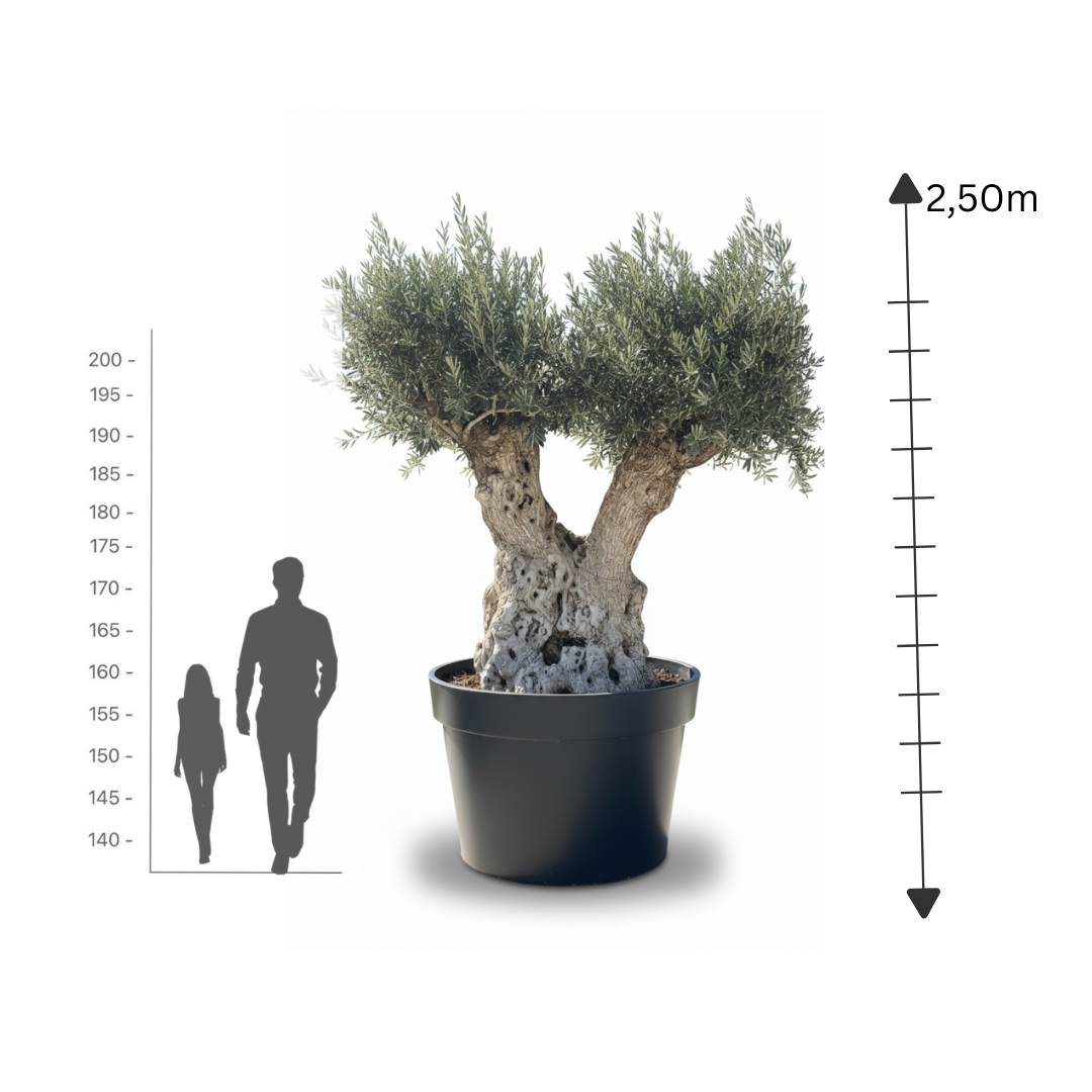 Twin-Head Ancient Olive