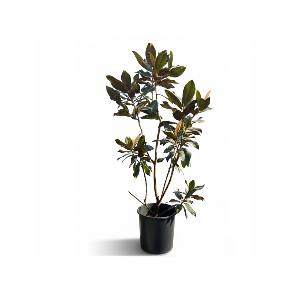 Magnolia