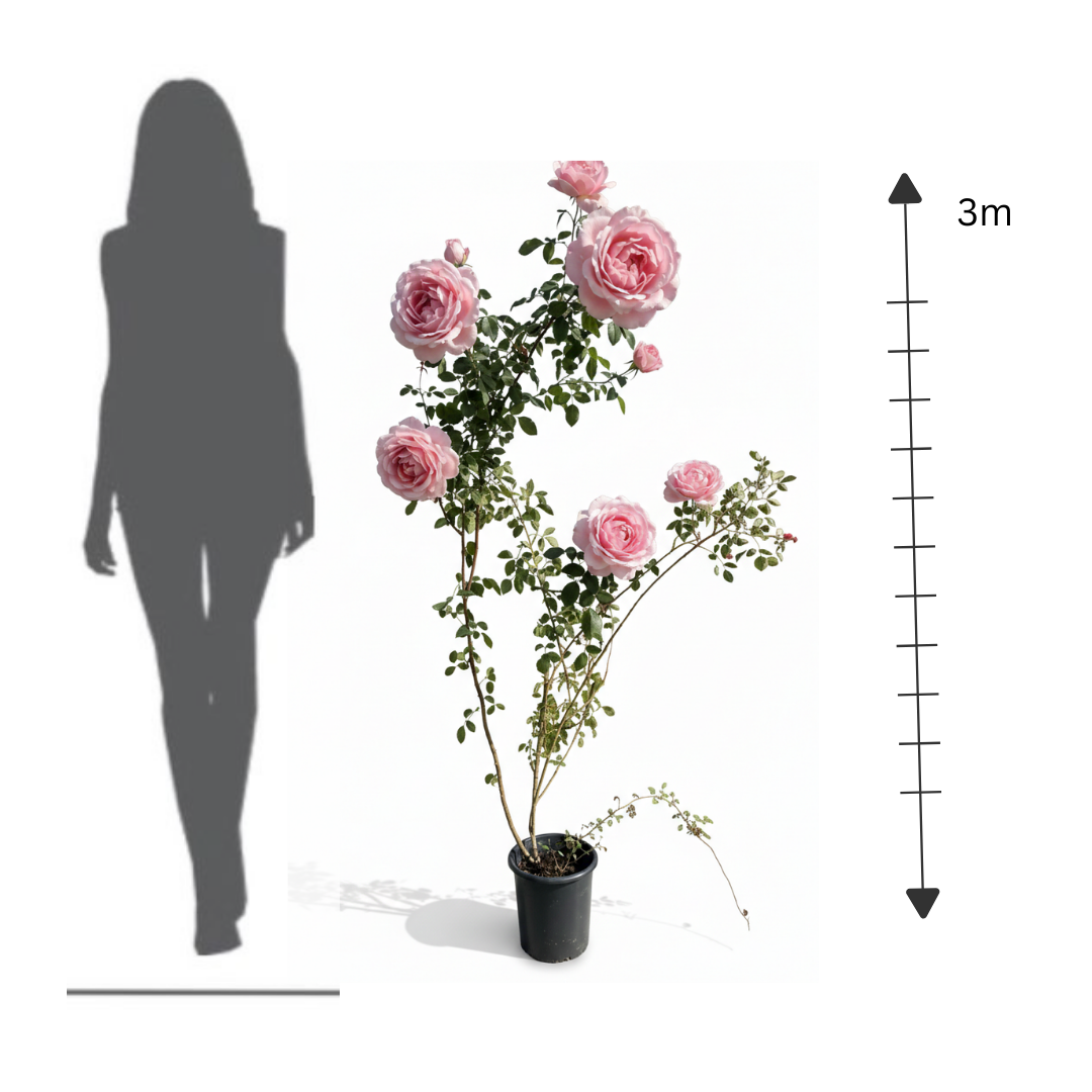 Italian "Arbeesh" Rose