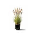 Pink Cassia