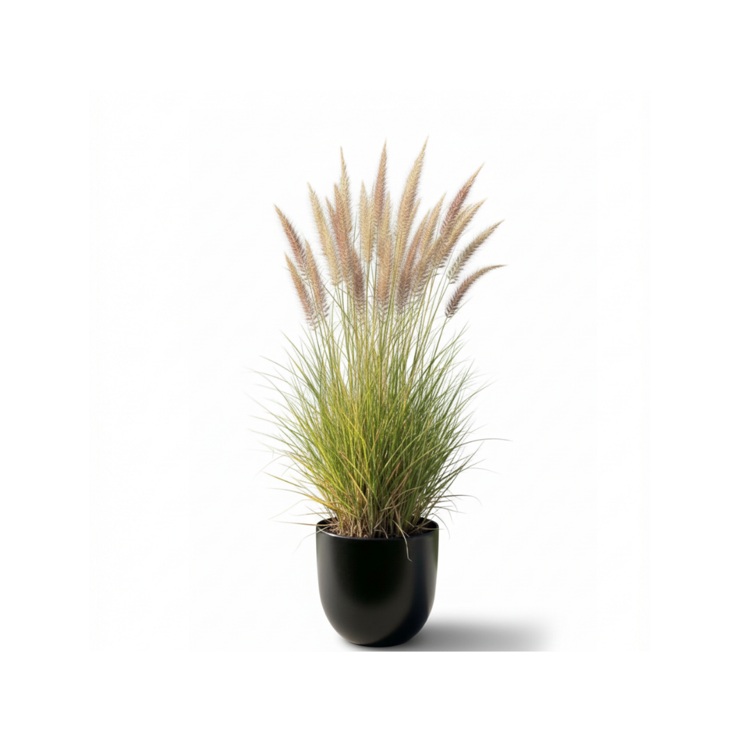 Pink Cassia