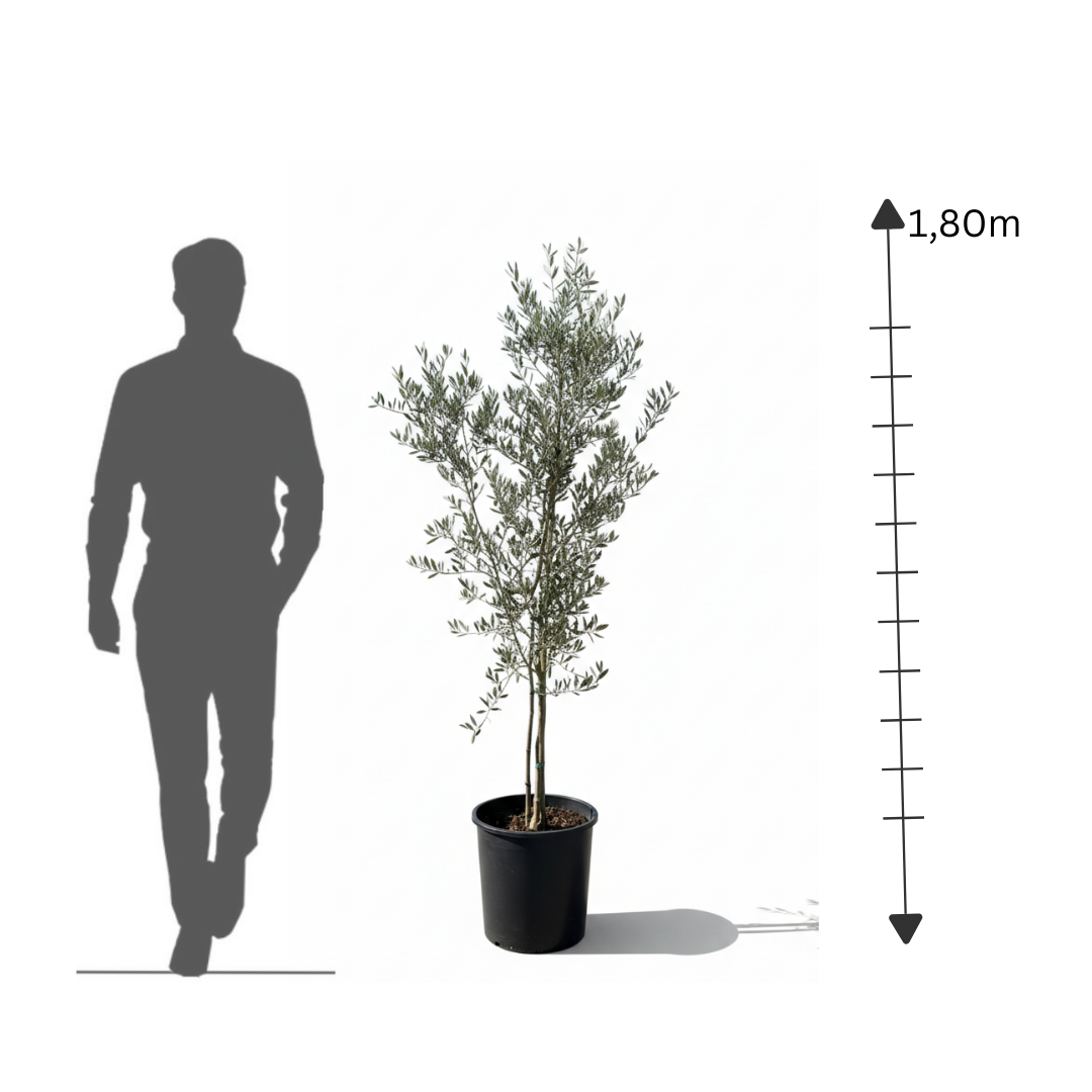 Lebanese  Olive Tree