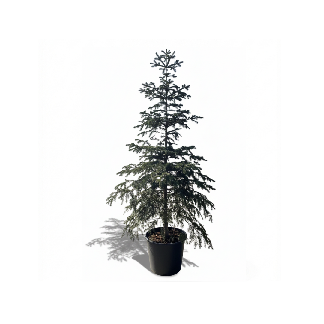 Green Fir Tree
