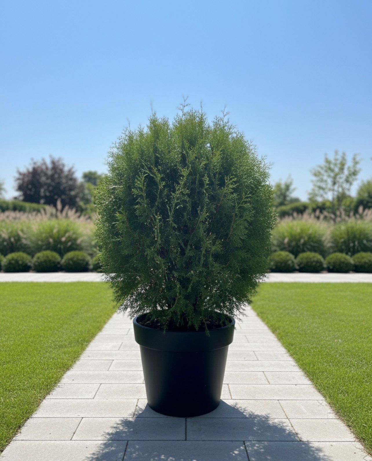 Thuya 'Green Giant'