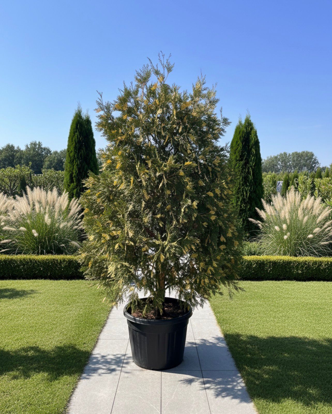 Incense Cedar (Libocedrus)