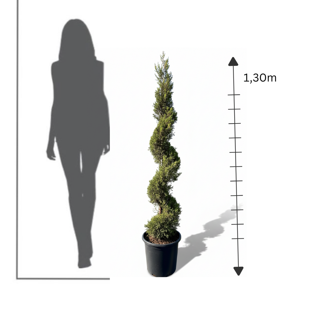 Goldcrest Spiral (Cupressus macrocarpa)