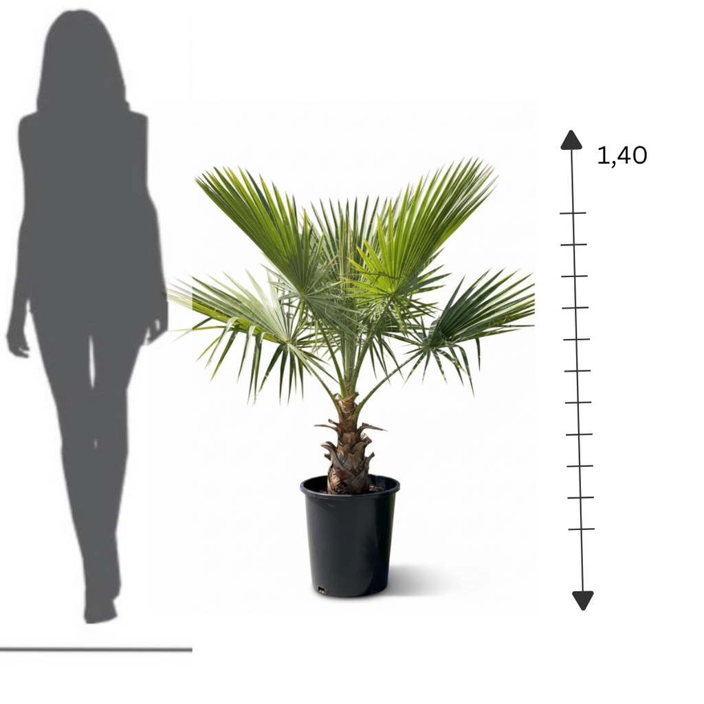 Fan Palm