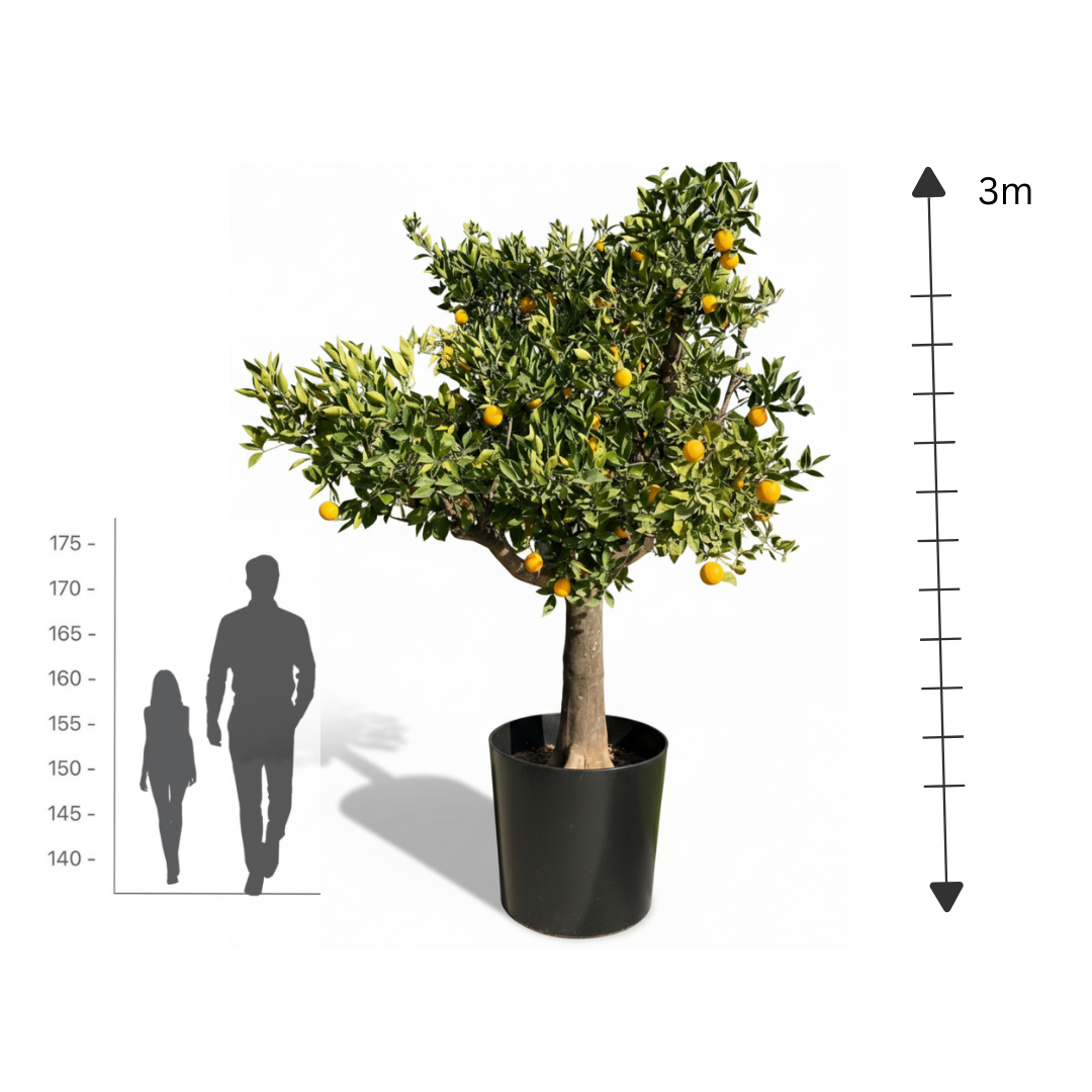 Century-Old Italian Orange Tree