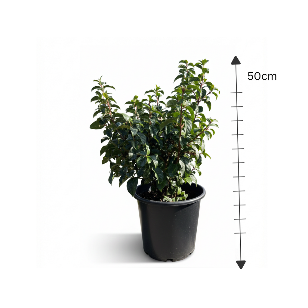 Photinia