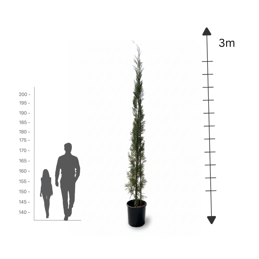 Leylandii Cypress