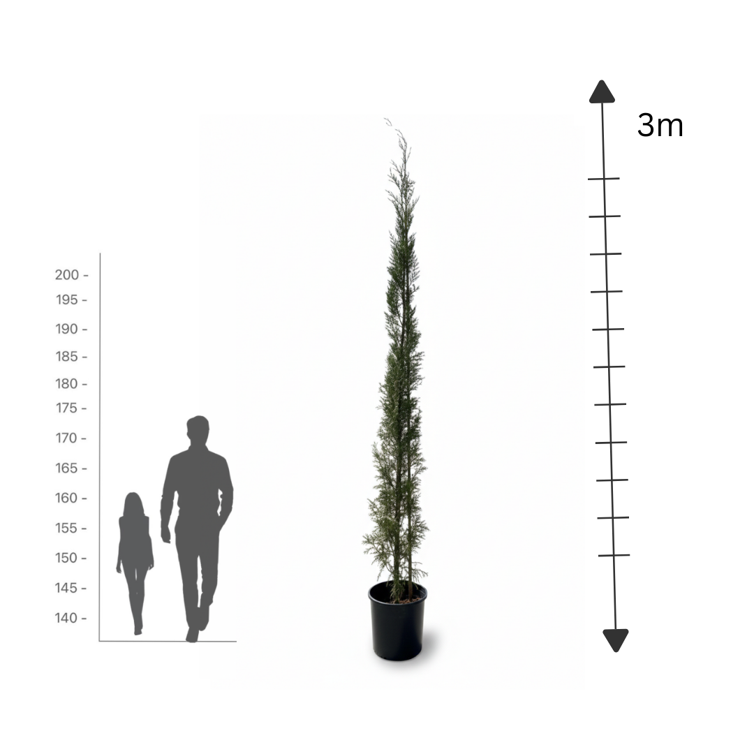 Leylandii Cypress
