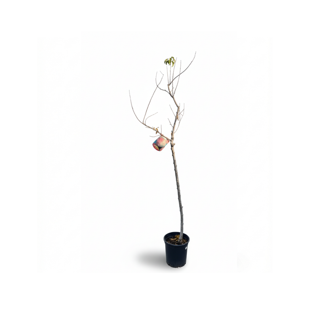 Italian Fruit Tree Collection