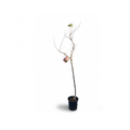Italian Fruit Tree Collection