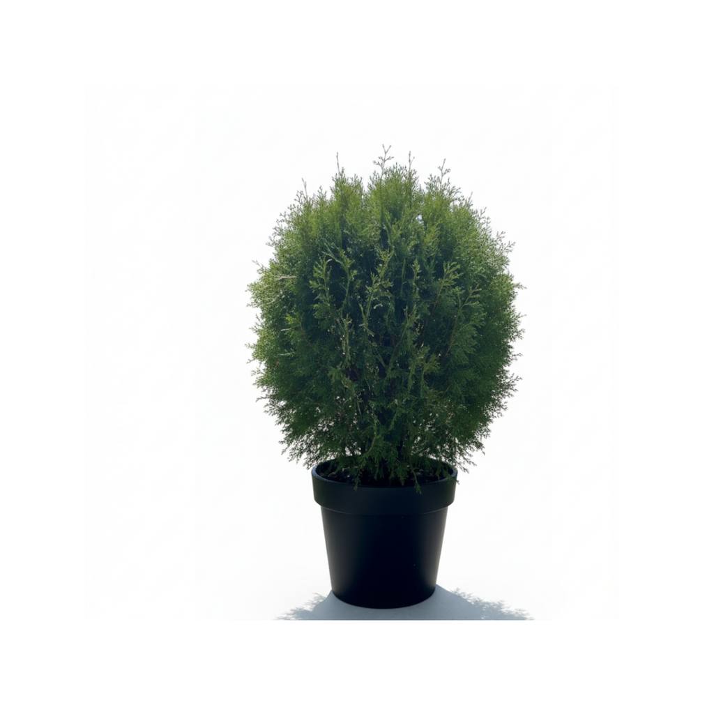 Thuya 'Green Giant'