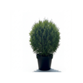 Thuya 'Green Giant'