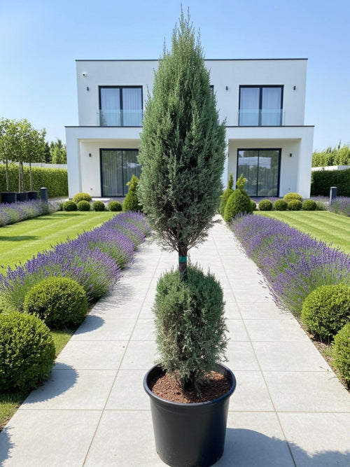 2-Ball Cypress Topiary