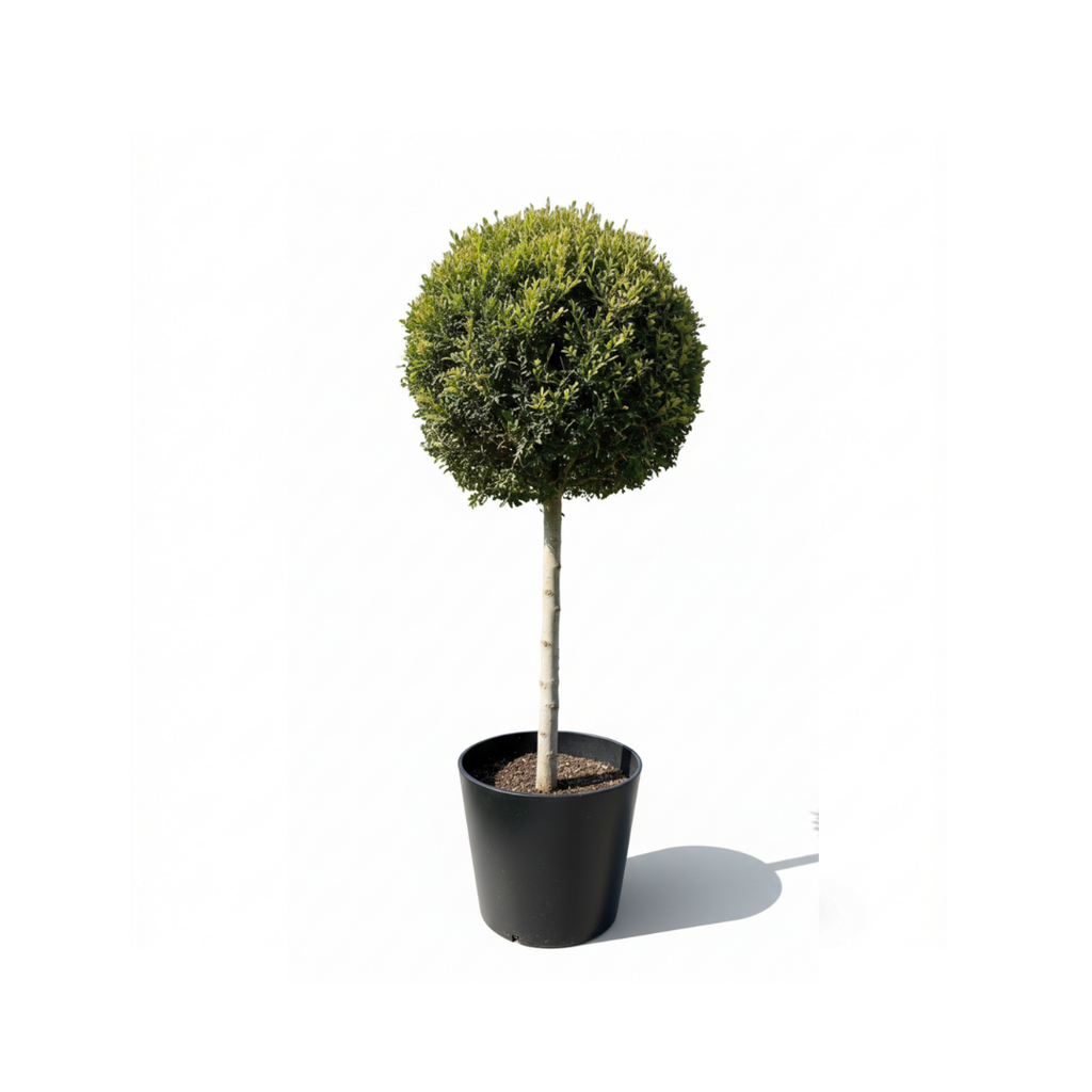 Leylandii Big Crown
