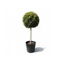 Leylandii Big Crown