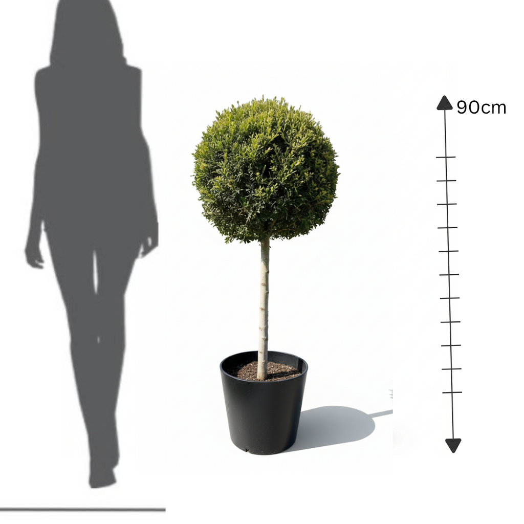 Leylandii Big Crown